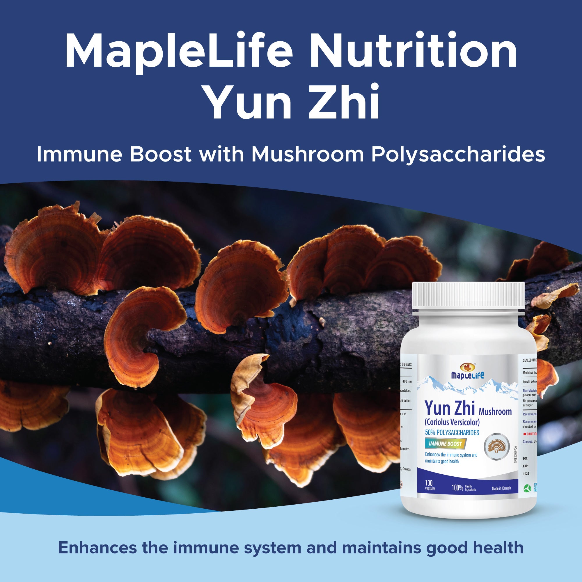 Yunzhi Mushroom 100 Capsules